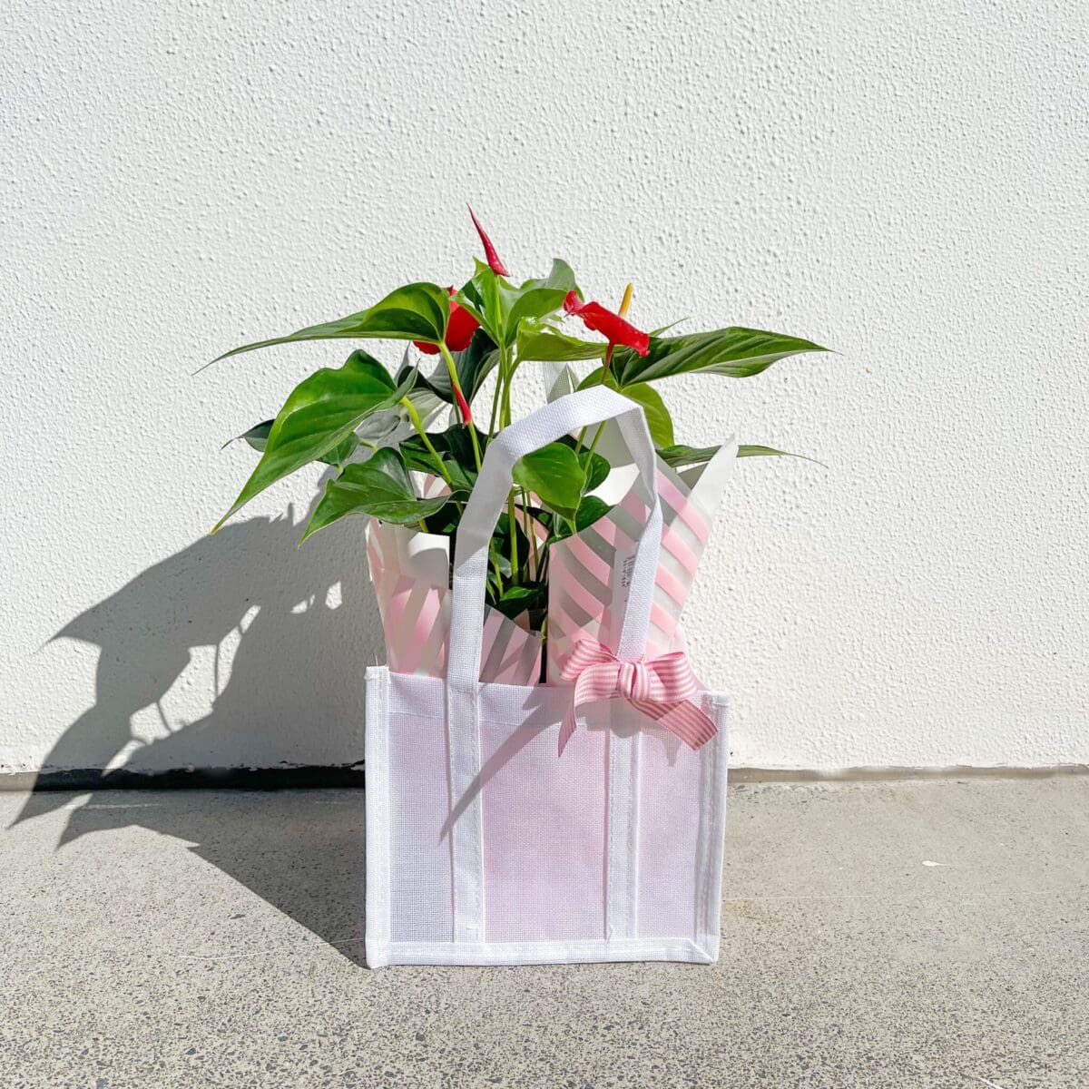 ANTHURIUM PLANT ANTHURIUM PLANT