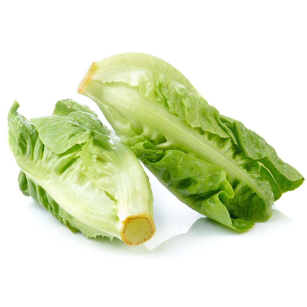 BABY COS LETTUCE TWIN PACK