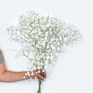 BABYS BREATH