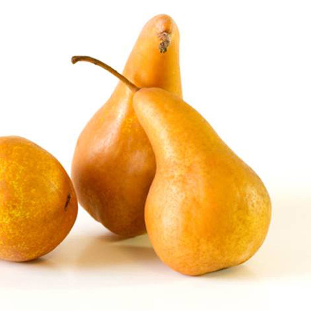 Golden Russet Bosc Pear Information and Facts