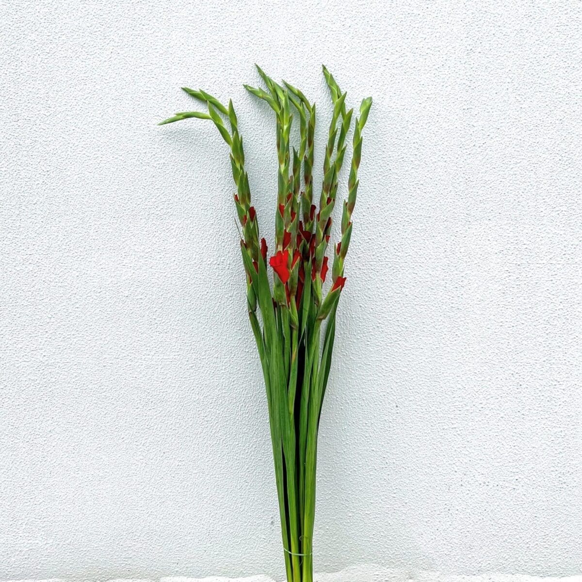 FLOWERS GLADIOLI COPY FLOWERS GLADIOLI COPY