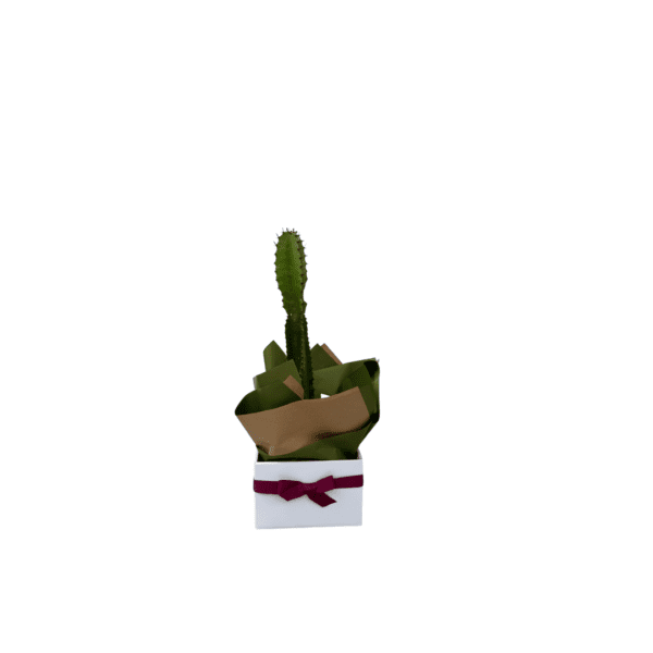 PLANT COWBOY CACTUS COWBOY CACTUS PLANT