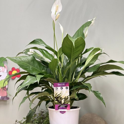 PEACE LILLY1