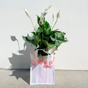 PEACE LILY PLANT