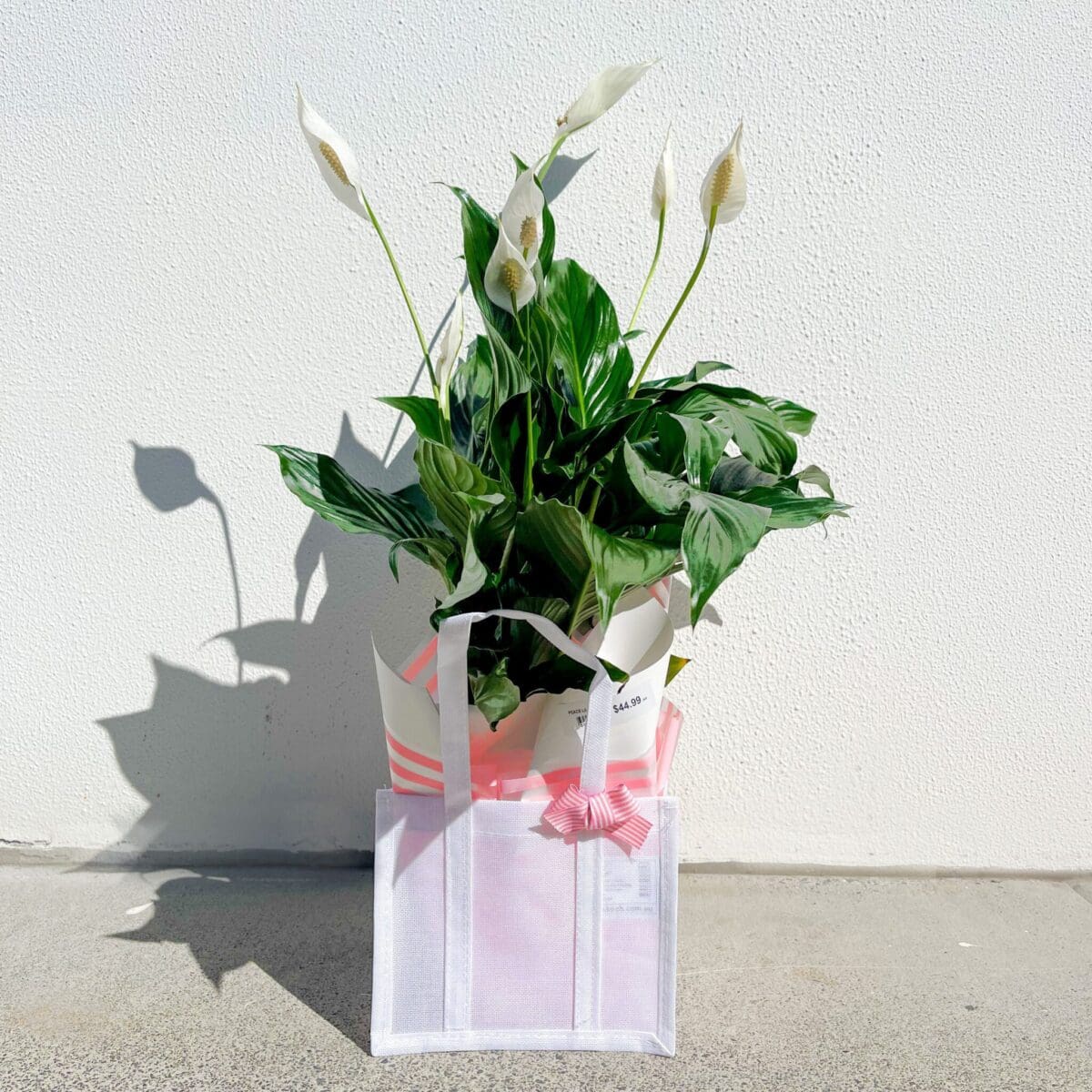 PEACE LILY PLANT PEACE LILY PLANT