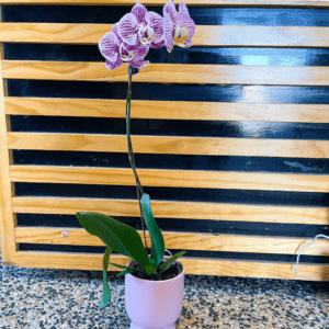 ORCHID IN A POT