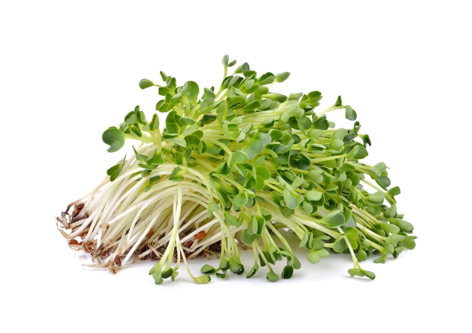Pile of fresh sprouts with white stems and green leaves on a plain white background.