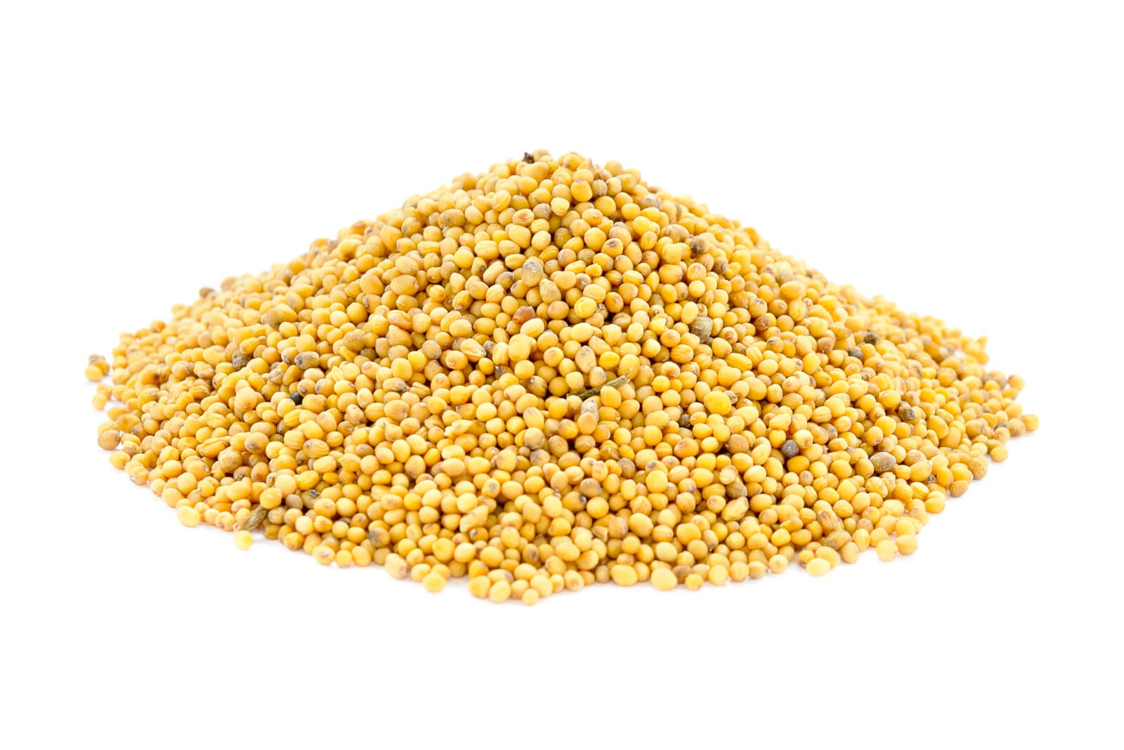 EURO MUSTARD BROWN SEEDS