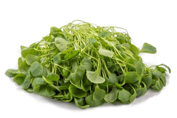 FRESH WATERCRESS BUNCHES Fresh green watercress leaves piled with short stems on a white background.