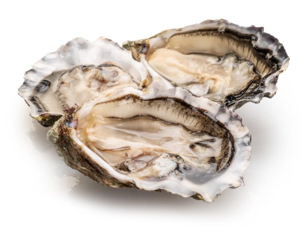 Opened,Raw,Oysters,Isolated,On,White,Background,,Clipping,Path.,Delicacy Opened,Raw,Oysters,Isolated,On,White,Background,,Clipping,Path.,Delicacy