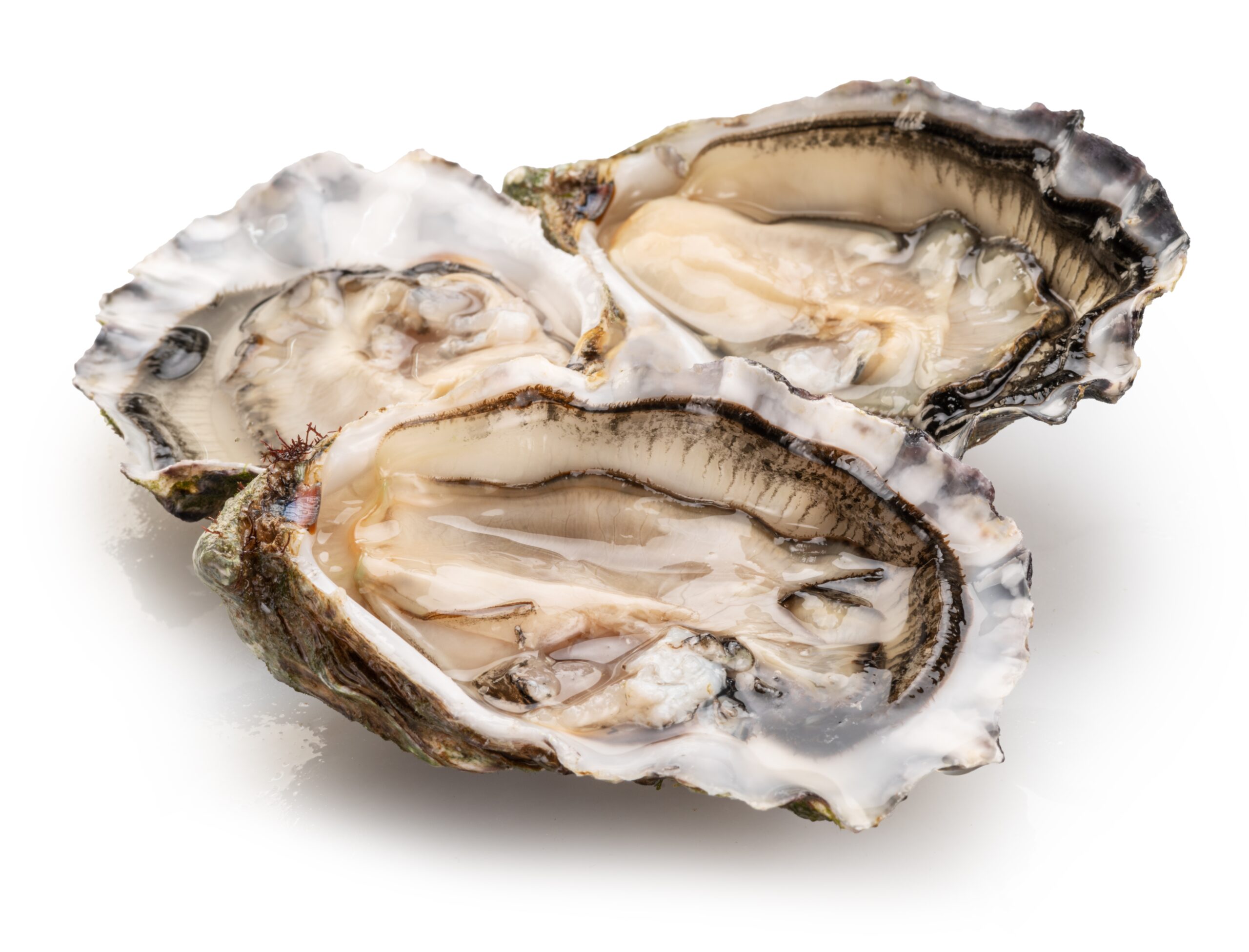 FRESH OYSTERS