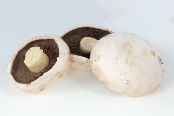 Close-up of mushrooms showing gills and caps; highlights texture and structure.