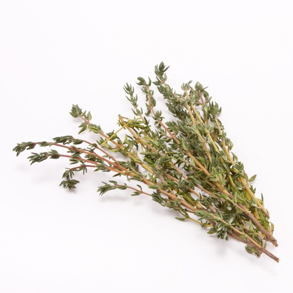 Small bunch of thyme sprigs with green leaves on a white background.