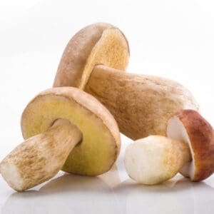 Three whole brown mushrooms with rounded caps and thick stems on a white background.