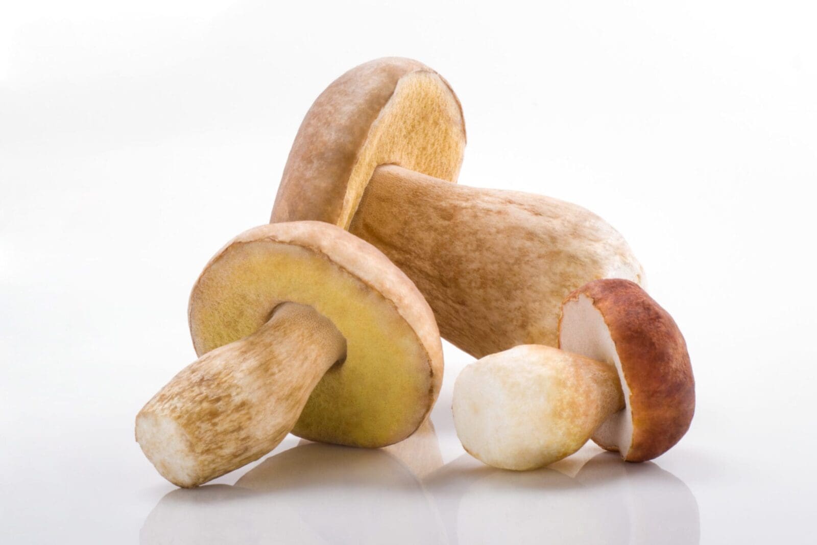 Three whole brown mushrooms with rounded caps and thick stems on a white background.